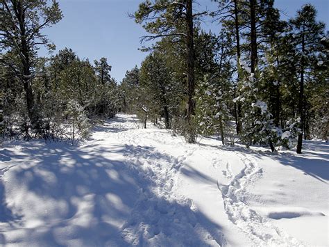 We did not find results for: About Snow Creek | Show Low Arizona
