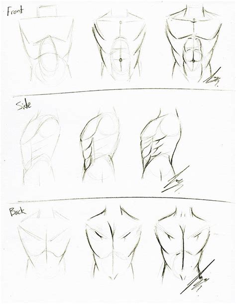 Torso Tutorial By Juacamo On Deviantart Body Sketches Torso Anatomy