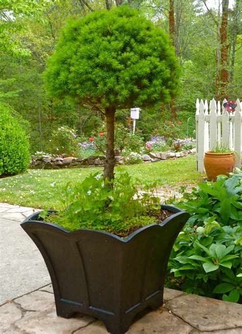 We did not find results for: alberta spruce topiary | ... have learned about dwarf ...