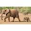 World Elephant Day Nine Reasons Why We Love Elephants  CBBC Newsround