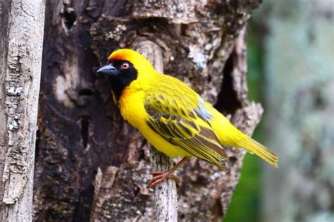 The 20 Small Yellow Birds You Should Know Chipper Birds