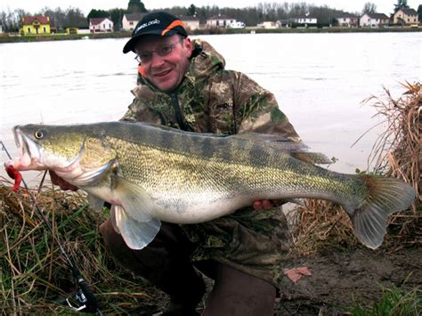 Big Fishes of the World: ZANDER (Sander lucioperca)