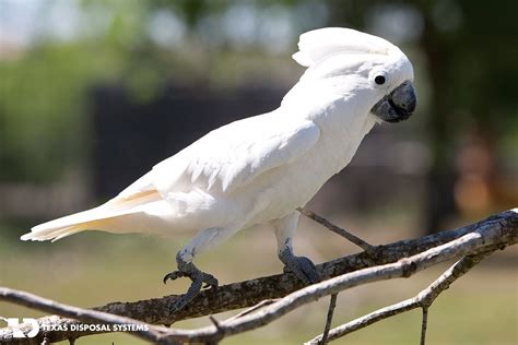 A White Bird Perched On Top Of A Tree Branch