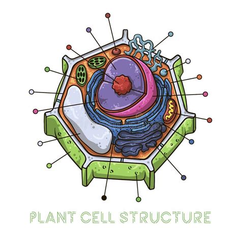 Plant Cell Stock Vector Illustration Of Health Nature
