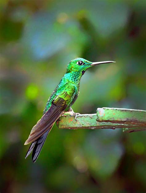 Green Hummingbird Photograph By Carolyn Derstine