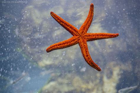 Starfish Starfish Animals Beautiful Photographer