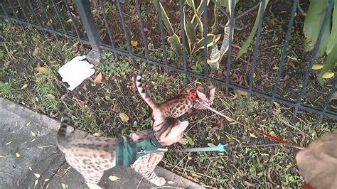 Introducing two bengal cats is a real challenge. Training a Bengal cat how to walk on leash - YouTube
