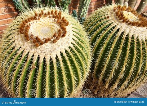 Two Large Golden Barrel Cactus Stock Image Image Of Spines Arid