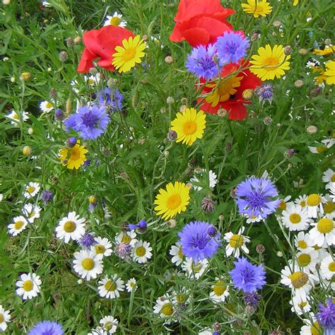 Wild Flower Premium Seed Meadow Mix Wildlife Daisy Plants 8020 Grass