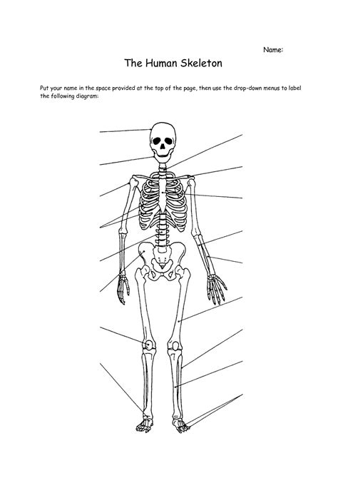 Human Skeleton Labeled Worksheet