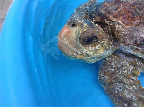 Survivor The Turtle Hospital Rescue Rehab Release