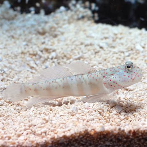 Pink Spotted Watchman Goby Quarantined Fish