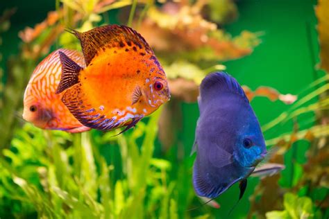 The Cost To Own Discus Fish And Why Theyre Expensive Avid Aquarist