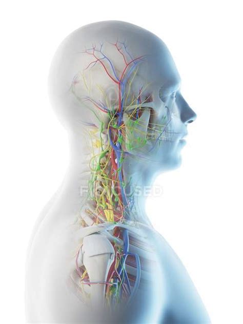 Male Head And Neck Anatomy Digital Illustration — Biology Biological