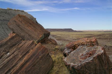 What Is Petrified Wood How Does It Form