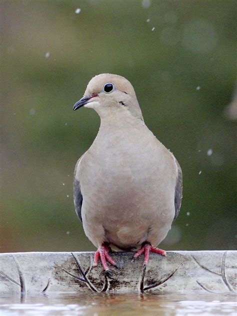 mourning dove backyard birds