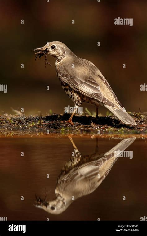 Grote Lijster Met Nest Materiaal In Zijn Bek Bij Water Mistle Thrush