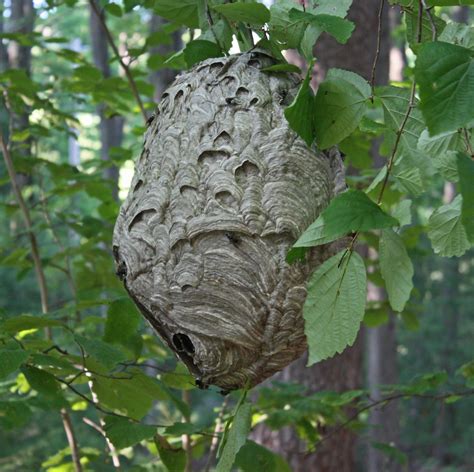 20100729 Paper Wasp Nest Closeup Gigantic Paper Wasp Nest Flickr