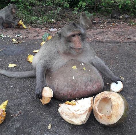 Obese Monkey Nicknamed Uncle Fatty Is Seen In Thailand Daily Mail