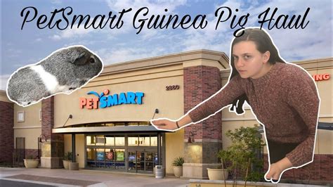 Petsmart Guinea Pig Haul Youtube