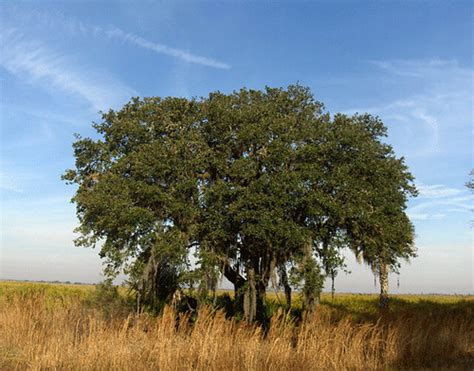 Sand Live Oak Quercus Geminata ·