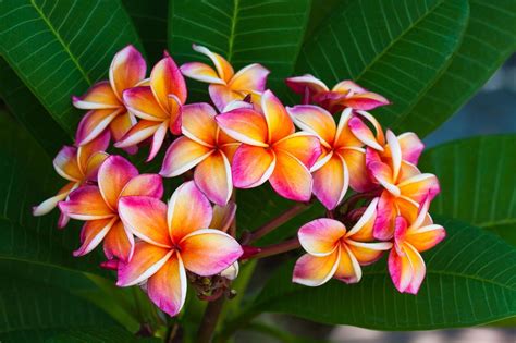 Hawaiian Flowers Artofit