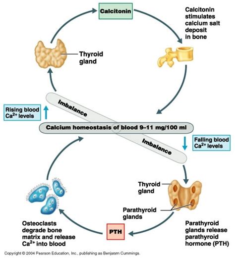 CALCIUM HOMEOSTASIS Diagram Quizlet