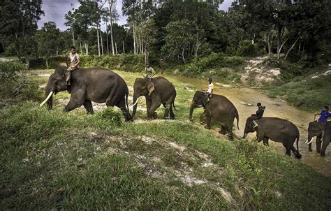 Habitat Gajah Sumatera Dialihkan Ke Hutan Harapan Jambi Leuser