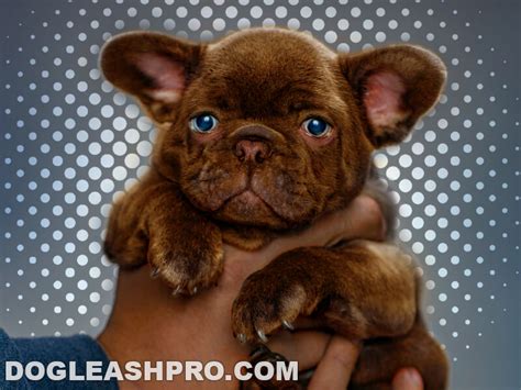 Chocolate French Bulldog Complete Guide