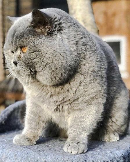 Cat Chit Chat Pictures Of Blue British Shorthair Cats With Extreme