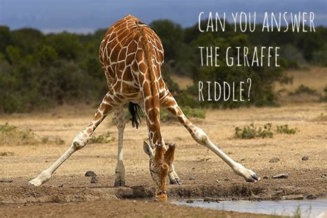 Facebook Giraffe Riddle Why Your Friends Are Now Giraffes Smseo