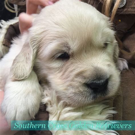Hence he crossed one of his yellow retriever with an extinct breed namely tweed water spaniel. Our newest little english cream golden retriever beauty to ...