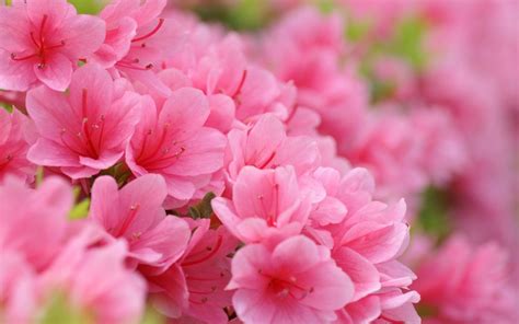 Cute Pink Flower Weneedfun