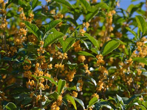 Osmanthus Tea Olive Care Tips For Growing Osmanthus Plants