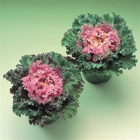 Pink Kamome Hybrid Flowering Kale Ornamental Kale Flowering Kale