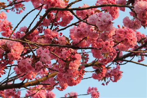 Fotos Gratis árbol Rama Fruta Hoja Florecer Comida Primavera
