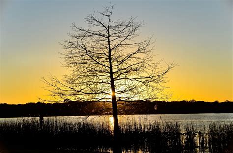 Serenity Tree Jay Poonkasem Flickr
