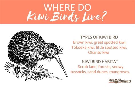 Where Do Kiwis Live Habitat And Distribution Of Each Type