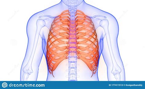 Interactive tutorials about the ribs and sternum bones, with labeled images and diagrams featuring the beautiful illustrations of getbodysmart. Anatomy Diagram Rib Area / 4 individual objects (spine portion, ribs, cartilages, sternum ...