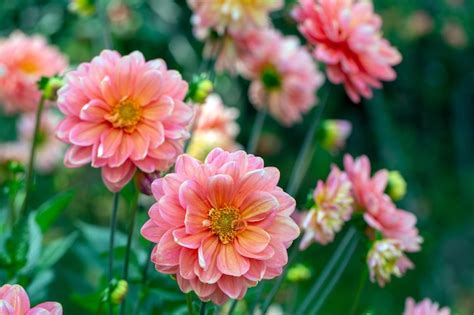 Premium Photo Gorgeous Pink Dahlias In A Flower Bed Gardening