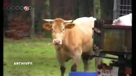 Un Premier Cas De Vache Folle Confirmé En France Allodocteurs