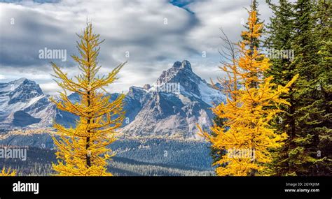 Scenic View Of Yellow Larches Trees With Canadian Rocky Mountains Stock