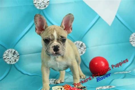 Gesundheit kennels is the home of new zealands leading specialty in show winning frenchbulldog.b.i.s.s,b.i.s ch gesundheit so special. Akc French Bulldog Puppy Wral Com French Bulldog Frenchie ...