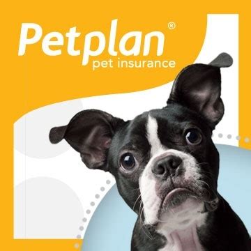 Read on to find out how to comprehensive pet health insurance costs around $25 per month for cats and $45 a month for we'd also recommend considering healthy paws if you want limitless coverage for accidents and illnesses. Our Resolution With PetPlan Pet Insurance | iBostonTerrier.com