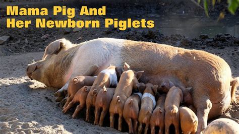 Mama Pig And Her Newborn Piglets Youtube