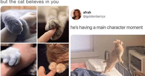 20 Wholesome Cat Memes For The Homebody Cat Lovers Who Wish They Were At Home With Their Cats