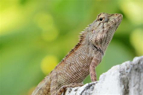 How To Choose And Care For A Pet Lizard