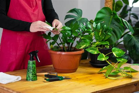 House Plant Care And Urban Jungle Garden Concept Home Gardener Taking