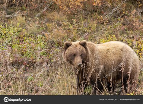 Grizzly Bear Denali National Park Alaska Autumn Stock Photo By