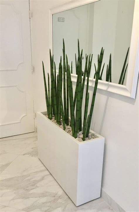 Great idea to attract butterflies curly succulent moraea tortilis. Milano Narrow Rectangular Planter Box 69419 | Plant decor ...